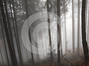 Mist in the forest. Sunrays behind the trees.