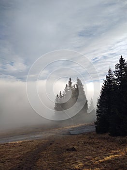 Mist in the forest. Sunrays behind the trees.