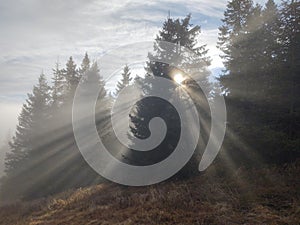 Mist in the forest. Sunrays behind the trees.