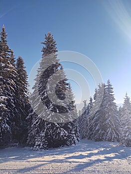 Mist in the forest. Sunrays behind the trees.