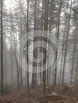 Mist in the forest. Sunrays behind the trees.