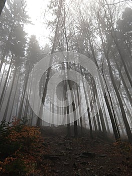 Mist in the forest. Sunrays behind the trees.