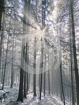 Mlha v lese. Sluneční paprsky za stromy.
