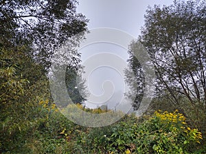 Mist in the forest. Sunrays behind the trees.