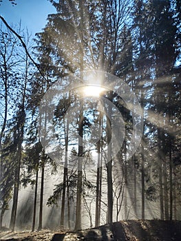 Mist in the forest. Sunrays behind the trees.