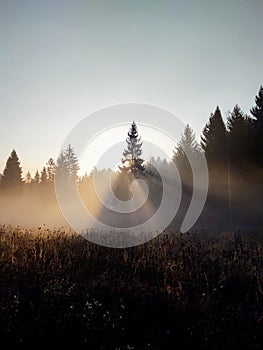 Mist in the forest. Sunrays behind the trees.