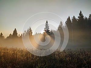 Mist in the forest. Sunrays behind the trees.