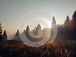 Mist in the forest. Sunrays behind the trees.