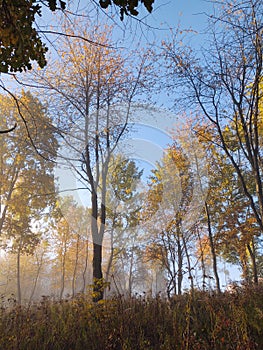 Mist in the forest. Sunrays behind the trees.