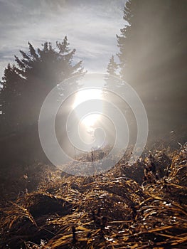 Mist in the forest. Sunrays behind the trees.