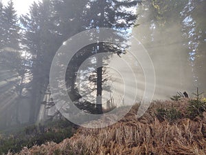 Mist in the forest. Sunrays behind the trees.