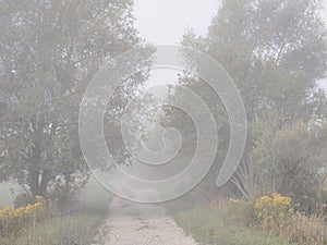 Mist in the forest. Sunrays behind the trees.