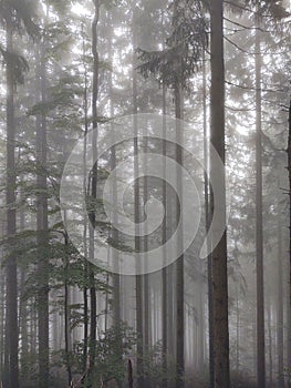 Mist in the forest. Sunrays behind the trees.