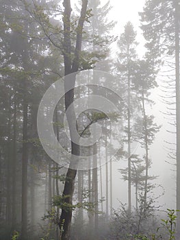 Mist in the forest. Sunrays behind the trees.