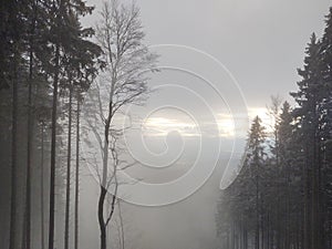 Mist in the forest. Sunrays behind the trees.