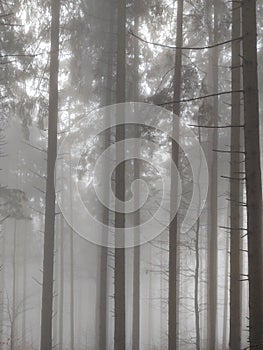 Mist in the forest. Sunrays behind the trees.