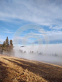 Mist in the forest. Sunrays behind the trees.