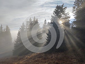 Mist in the forest. Sunrays behind the trees.