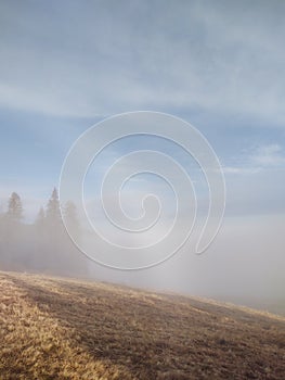 Mist in the forest. Sunrays behind the trees.