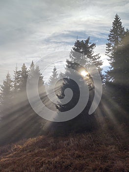 Mist in the forest. Sunrays behind the trees.