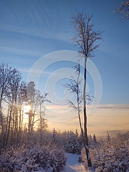 Mist in the forest. Sunrays behind the trees.