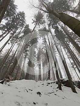 Mist in the forest. Sunrays behind the trees.