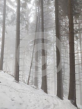 Mist in the forest. Sunrays behind the trees.