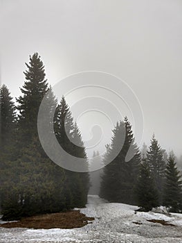 Mist in the forest. Sunrays behind the trees.