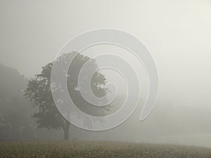 Mist in the forest. Sunrays behind the trees.