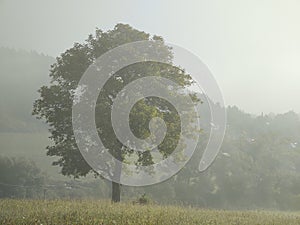 Mist in the forest. Sunrays behind the trees.