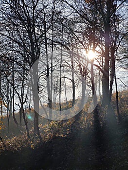 Mist in the forest. Sunrays behind the trees.