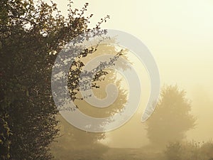 Mist in the forest. Sunrays behind the trees.