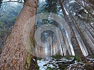 Mist in the forest. Sunrays behind the trees.