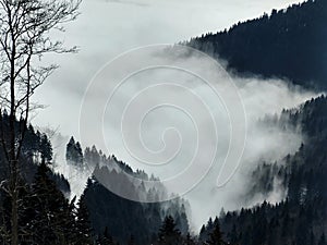 Mist in the forest. Sunrays behind the trees.