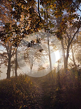 Mist in the forest. Sunrays behind the trees.