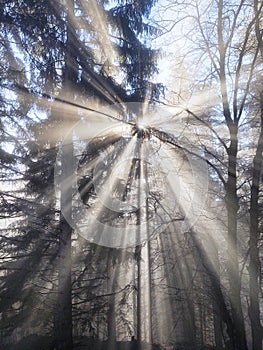 Mist in the forest. Sunrays behind the trees.