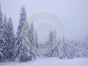 Mist in the forest. Sunrays behind the trees.