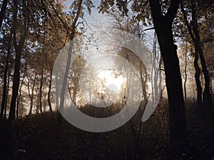 Mist in the forest. Sunrays behind the trees.