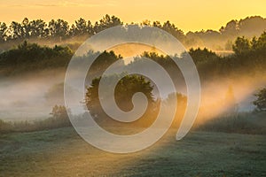 Mist in forest at sunrise