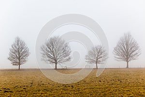Mist Four Trees Landscape