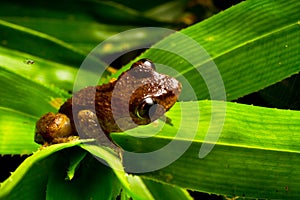 Mist frog at home