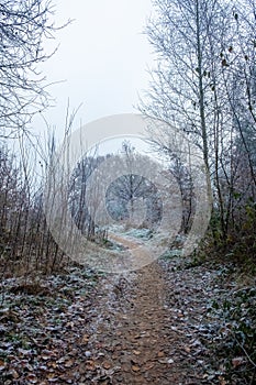 Into the Mist: A Frosted Woodland Trail