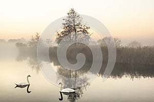 Mist hanging over a lake with two swans in it in Norfolk Broads