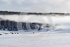 Mist hovers over herd of buffalo in Yellowstone