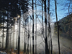 Mist inversion in the woods and mountains during autumn and winter.