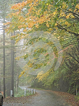 Mist and leaves color change on the winding road in Japan.