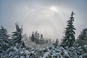 Mist over dwarf pines under Salatin peak in Low Tatras mountains during winter