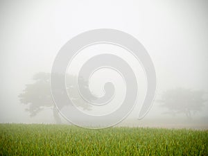 The mist over the green rice field and two big trees