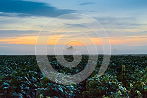 Mist Over The Potato Fields