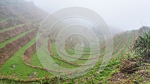 mist over rice terraced gardens